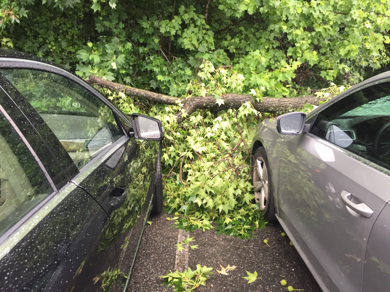 Illustration for article titled Crazy weather + trees + dealer lot = this...